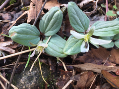 Trillium nivale