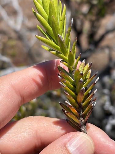 Dubautia ciliolata observed 2026-06-05