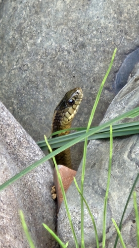 iNaturalist observation photo of Garter Snakes