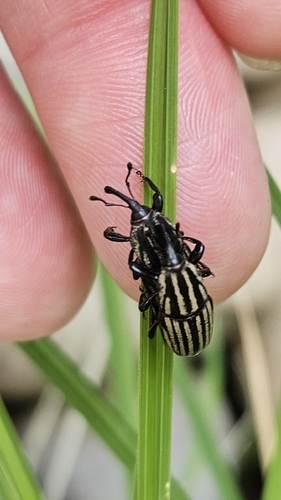 iNaturalist observation photo of Billbug Weevils