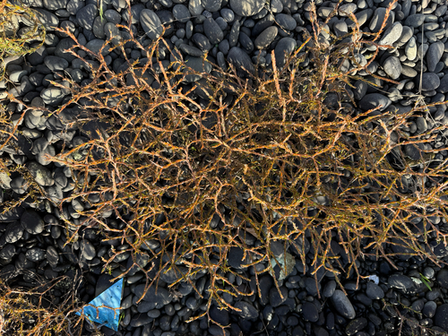 Coprosma acerosa observed 2026-06-06