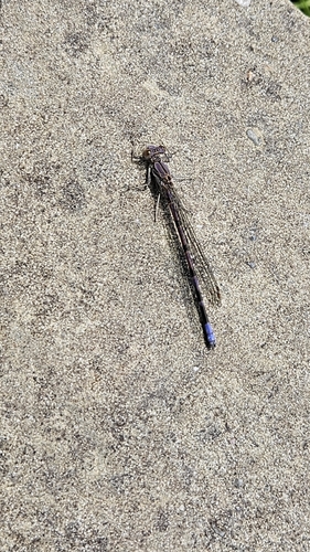 iNaturalist observation photo of Emma's Dancer