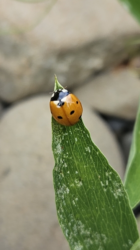 iNaturalist observation photo of Seven-spotted Lady Beetle