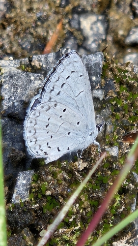 iNaturalist observation photo of Echo Azure