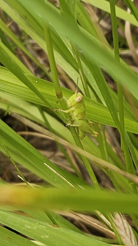 iNaturalist observation photo of Spur-throated Grasshoppers