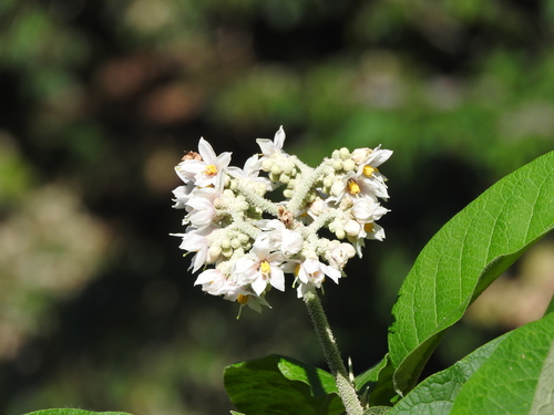Solanum chiapasense