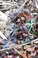 Trollius riederianus