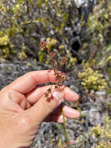 Luzula hawaiiensis observed 2026-06-05