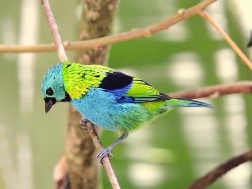 Green-headed Tanager