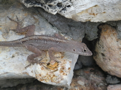 Anolis sagrei