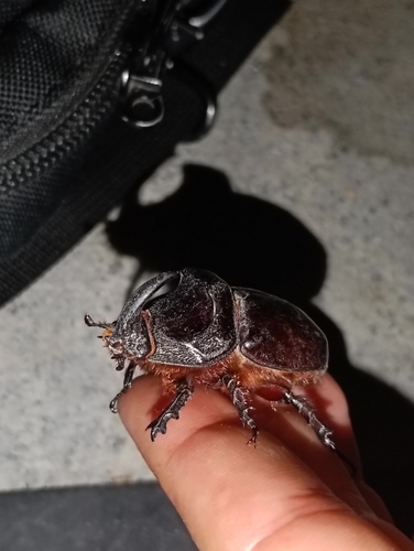 European Rhinoceros Beetle