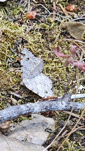 iNaturalist observation photo of Macaria