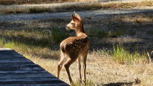 iNaturalist observation photo of Mule Deer