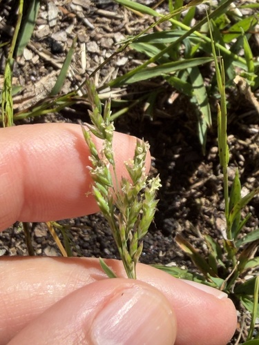 Poa annua observed 2026-06-05