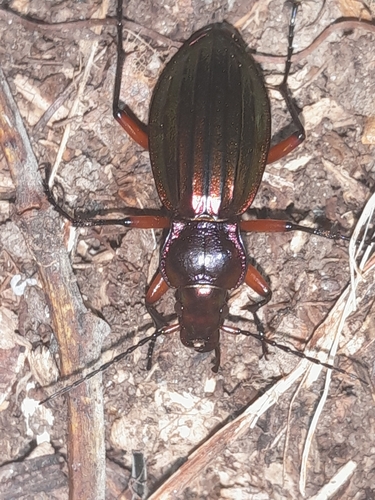 Carabus auronitens