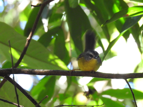 Golden-crowned Warbler
