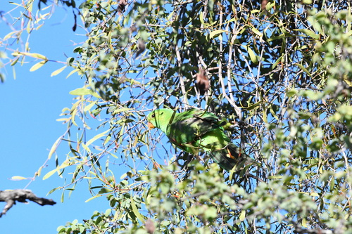 Red-winged Parrot