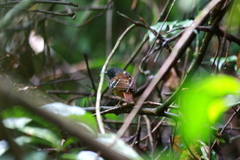 Sciaphylax hemimelaena