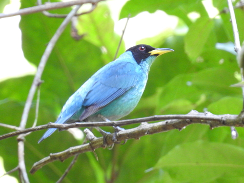 Green Honeycreeper