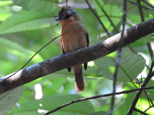 Chestnut-crowned Becard
