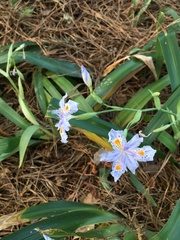 Iris japonica