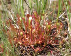 Drosera × obovata
