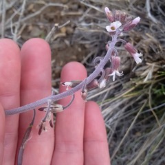 Boechera glaucovalvula