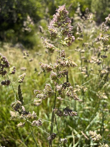 Dactylis glomerata observed 2026-06-05