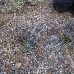 Boechera glaucovalvula