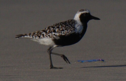 iNaturalist image