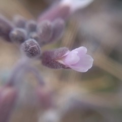 Boechera glaucovalvula