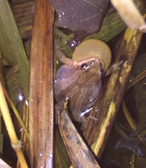 Pseudacris triseriata