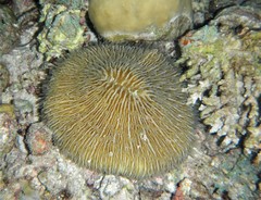 Fungia fungites