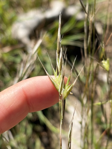Rytidosperma racemosum observed 2026-06-05