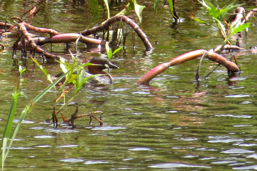 iNaturalist: (c) Asher Warkentin, some rights reserved (CC BY-NC), uploaded by Asher Warkentin iNaturalist image
