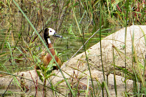 iNaturalist image