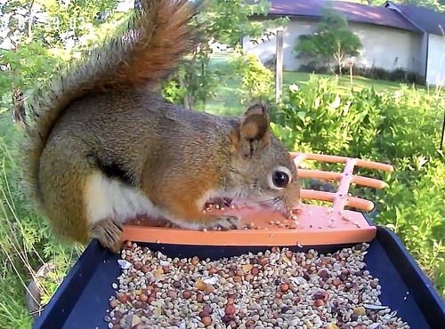 American Red Squirrel