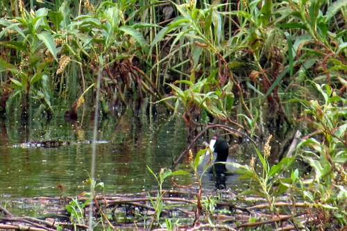 iNaturalist: (c) Asher Warkentin, some rights reserved (CC BY-NC), uploaded by Asher Warkentin iNaturalist image
