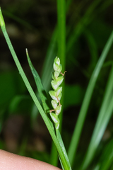 Carex woodii, photograph (c) Nathan Aaron, some rights reserved (CC BY)