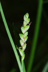 Carex woodii, photograph (c) Nathan Aaron, some rights reserved (CC BY)