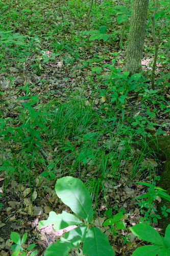 Carex woodii, photograph 6