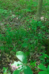 Carex woodii, photograph (c) Nathan Aaron, some rights reserved (CC BY)