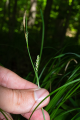 Carex woodii, photograph (c) Nathan Aaron, some rights reserved (CC BY)