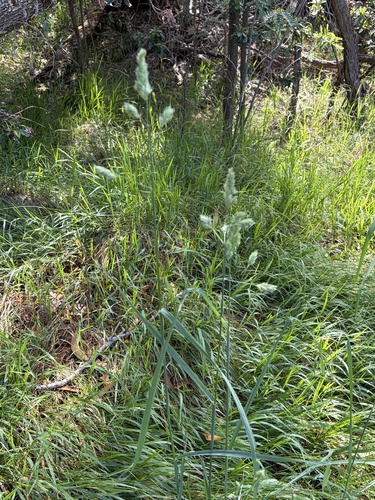 Dactylis glomerata observed 2026-06-05