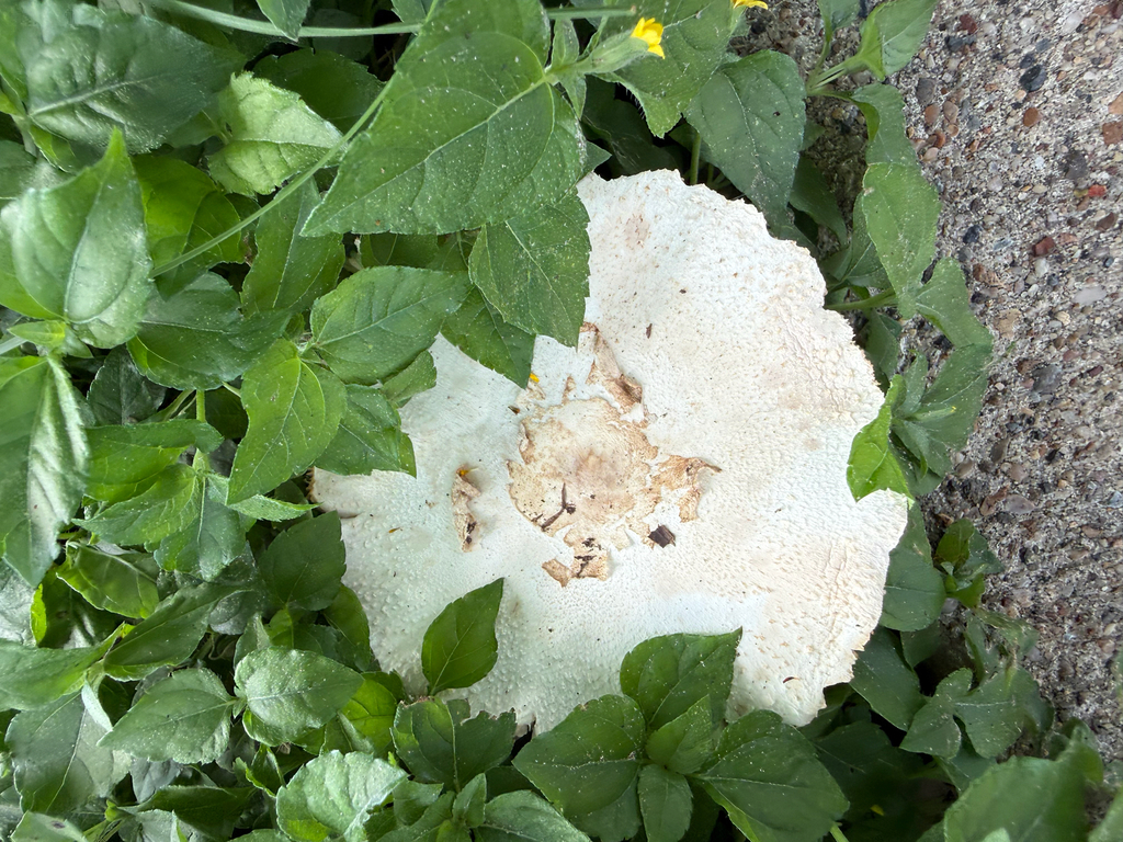 Green-spored Parasol · June 2026 · photo: Photo: (c) Hannah von Suskil, some rights reserved (CC BY) · iNaturalist