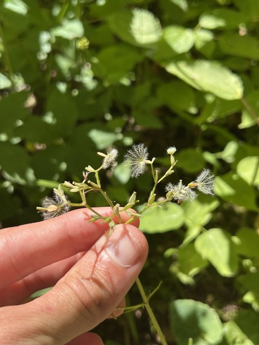 Valeriana pauciflora, photograph 4