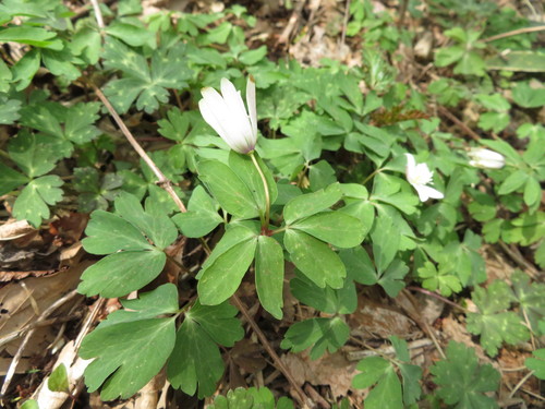 Image of Anemonoides raddeana by (c) Junichi　Mandai, some rights reserved (CC BY)