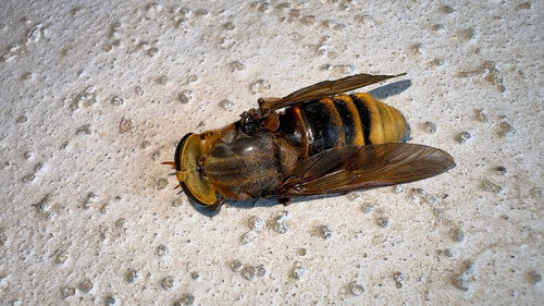 Tabanus chrysurus