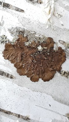 Melanohalea olivacea