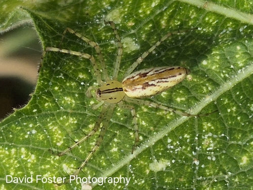 Peucetia rubrolineata